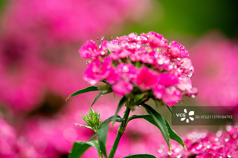 春天雨中美丽花卉须苞石竹精彩壁纸图片素材