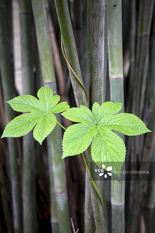 竹枝上的葎草拉拉藤穿肠草自然风景风光图片素材