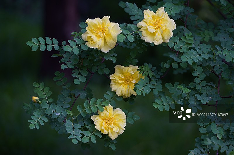 黄刺玫图片素材