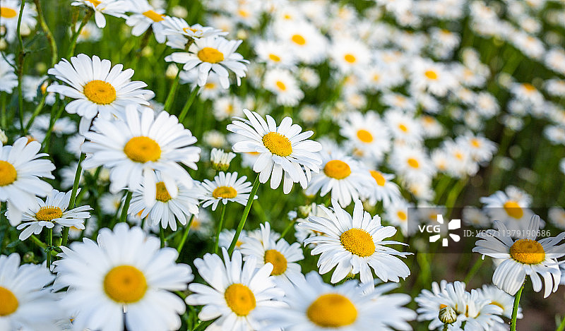 夏天盛开的白色雏菊花图片素材