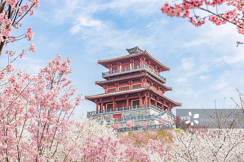 亚洲中国河南郑州樱花园春季风光图片素材