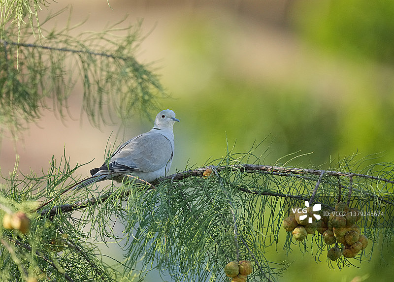 灰斑鸠图片素材