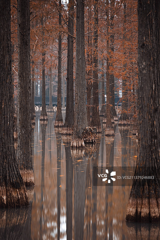 武汉 涨渡湖水上森林图片素材