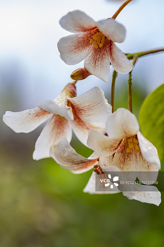 湖北咸丰：唐崖河边桐子花开图片素材