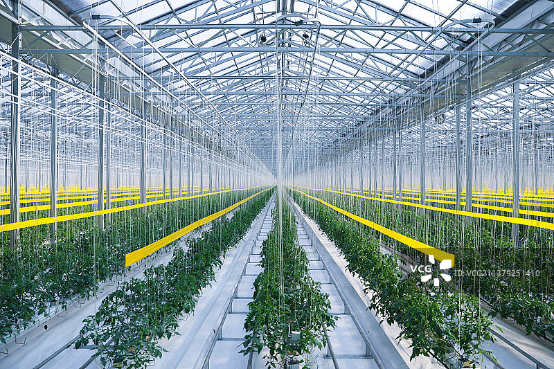 科技农业基地-中科院蔬菜实验大棚图片素材