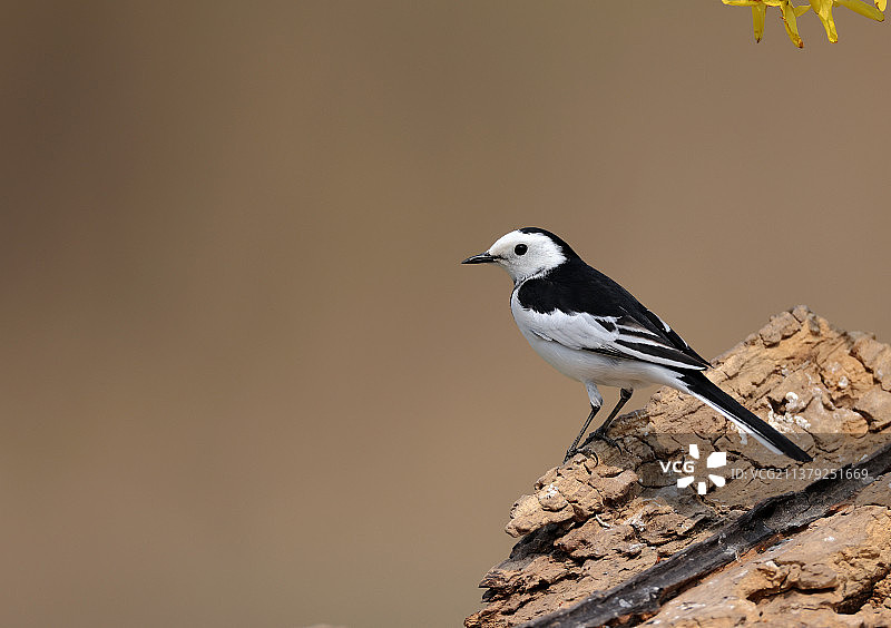 黑是黑白是白图片素材