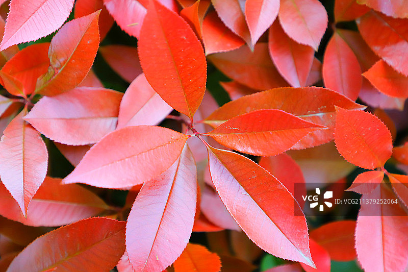 红叶石楠图片素材