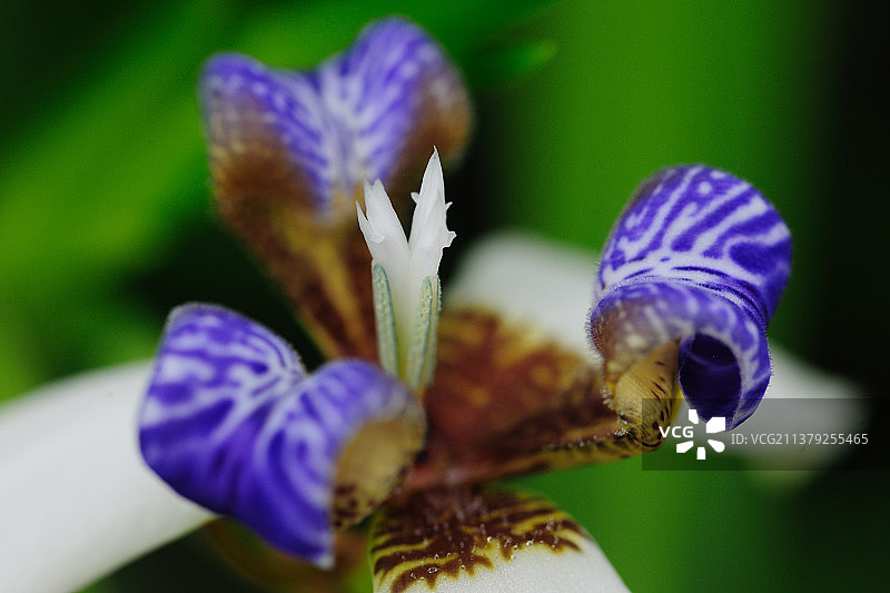 巴西鸢尾图片素材