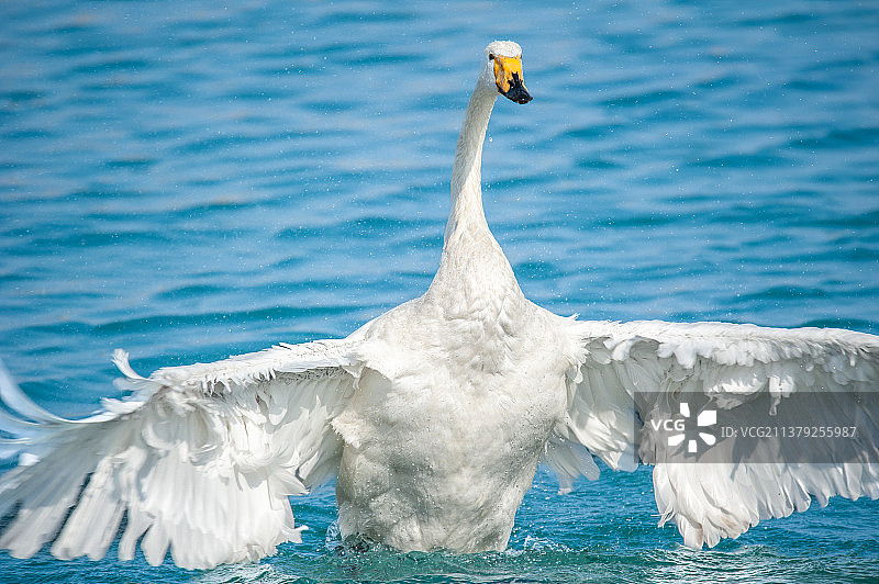 霸气外露图片素材