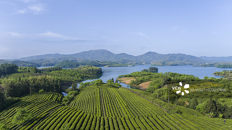 航拍中国安徽省宣城市郎溪县天子湖畔绿色茶园图片素材