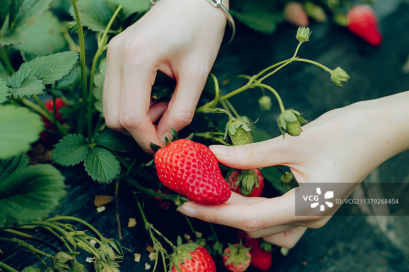 春天在种植大棚里采摘新鲜的草莓图片素材