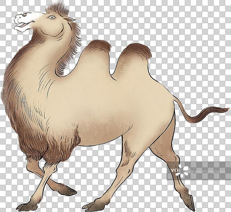 野骆驼图片素材