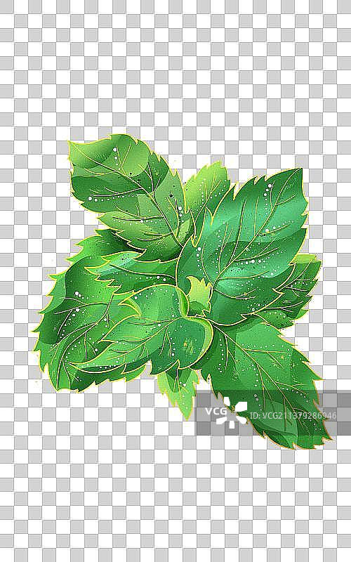 单簇薄荷叶国风插画元素图片素材