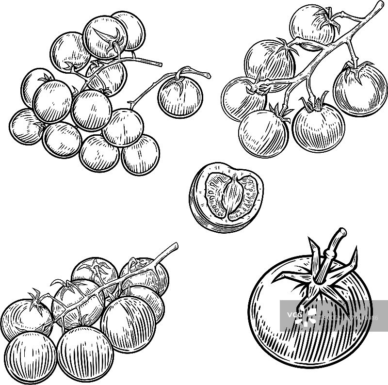 白色背景下的番茄图片素材