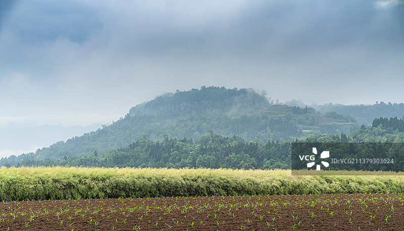 雨中春色图片素材