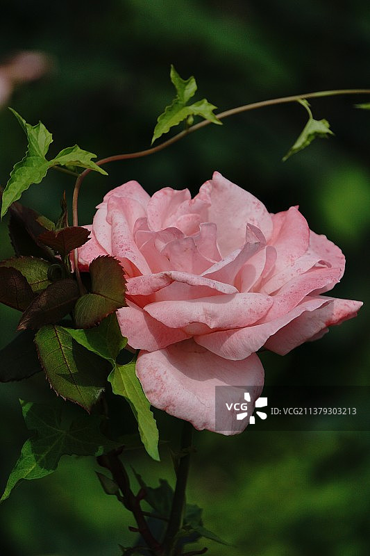 重庆人民大礼堂广场 玫瑰花丛图片素材