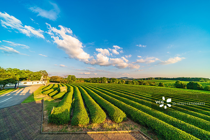 南昌凤凰沟茶海风光图片素材