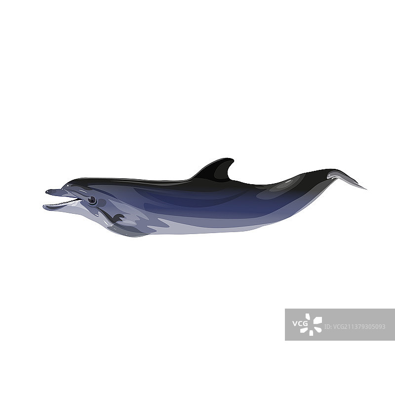 普通海豚图片素材