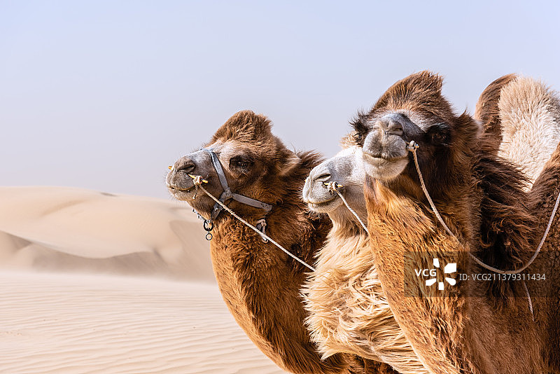 沙漠里的骆驼特写图片素材