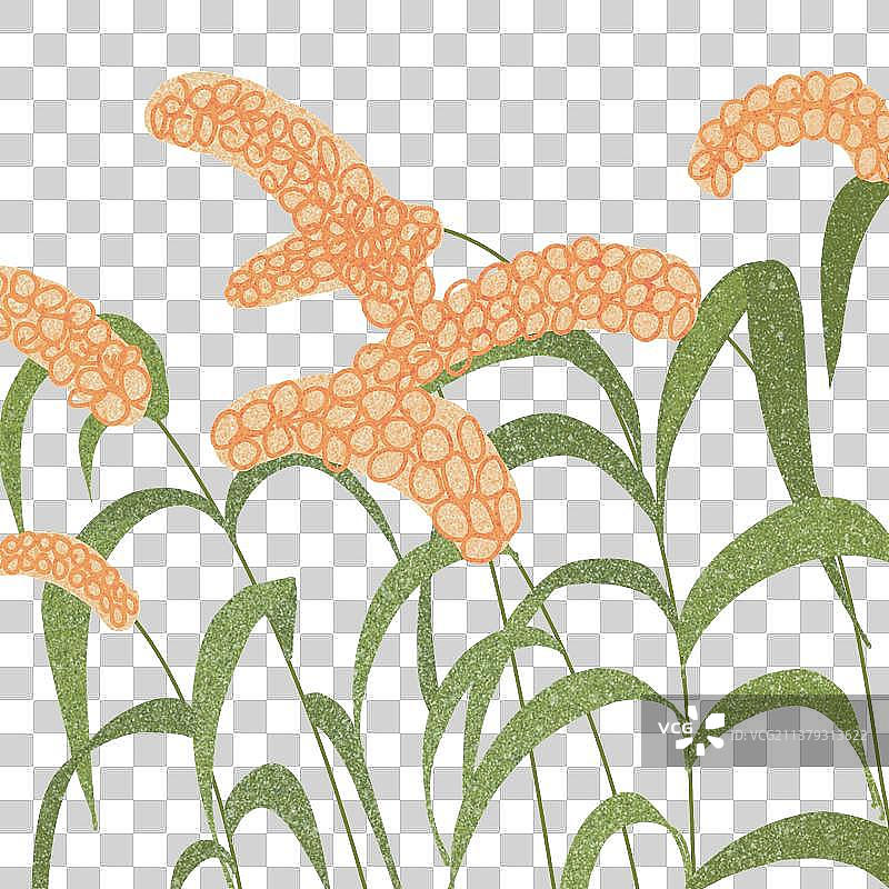 农作物图片素材