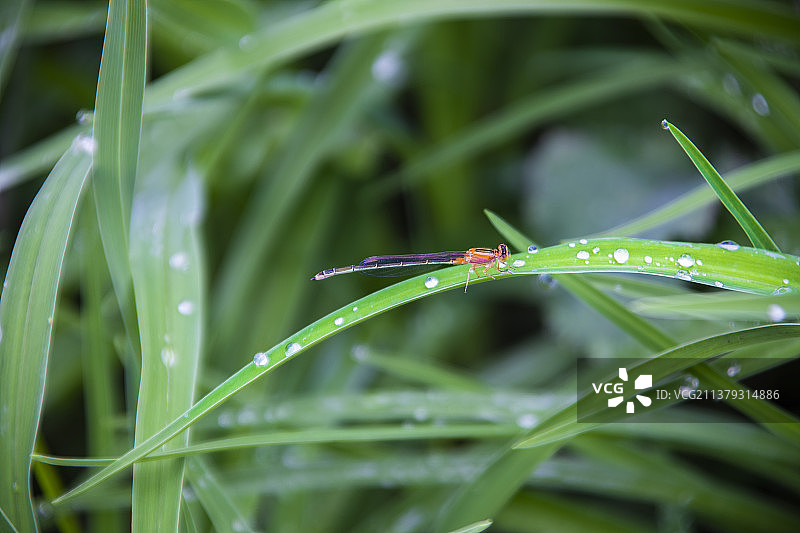 雨后小蜻蜓停在有水珠的植物叶子上图片素材