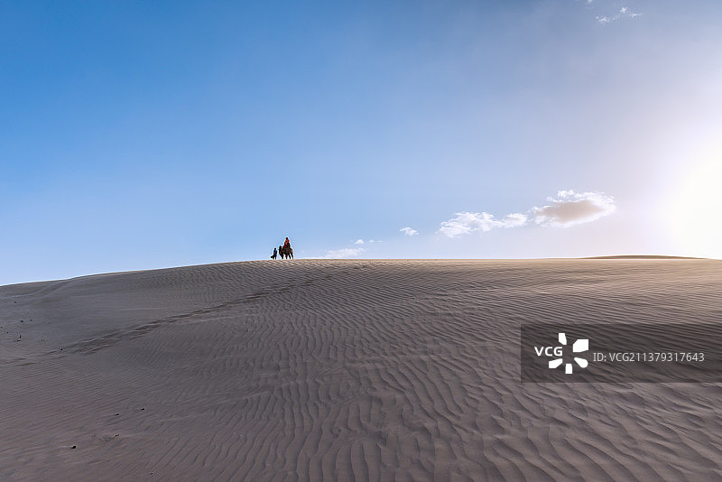 白天中国内蒙古沙漠里的风沙和骆驼队图片素材