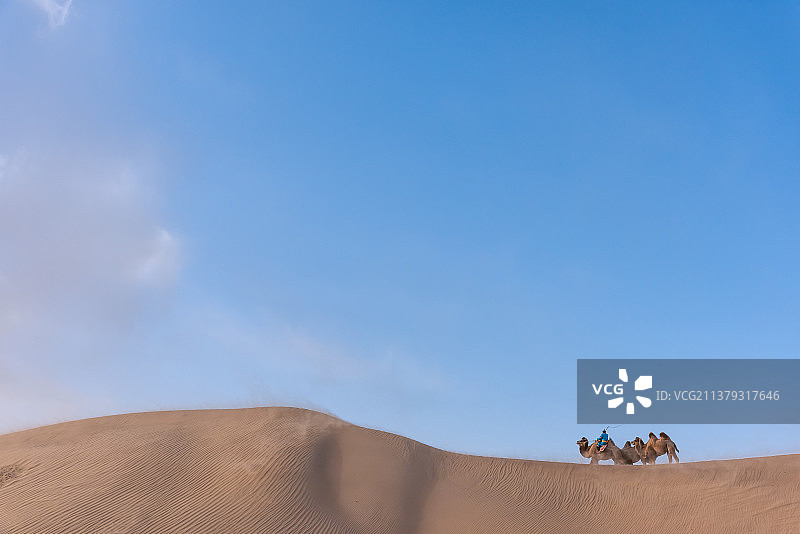 白天中国内蒙古沙漠里的风沙和骆驼队图片素材