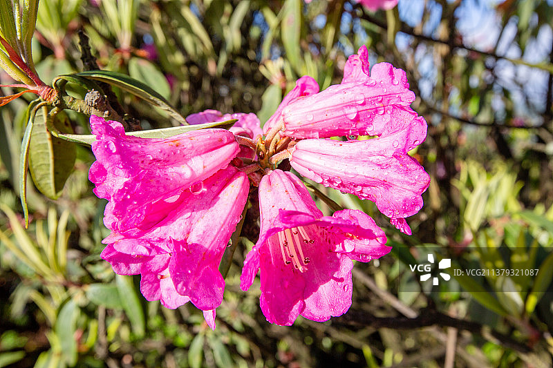 《贵州毕节百里杜鹃》图片素材
