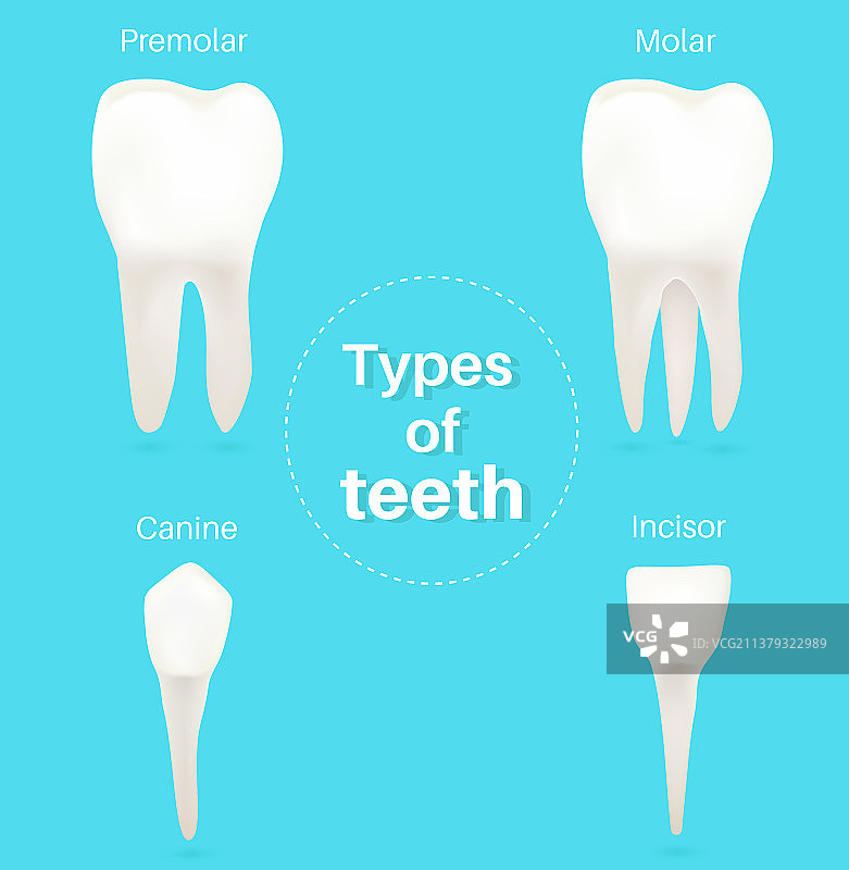 牙齿类型：门牙和犬齿图片素材