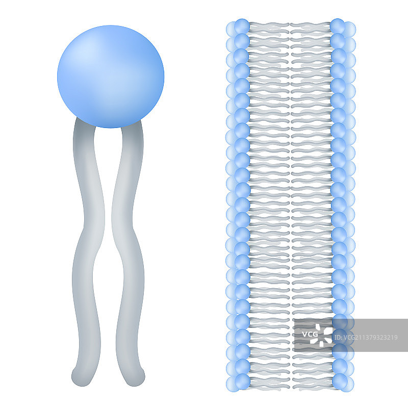 磷脂的解剖结构图片素材