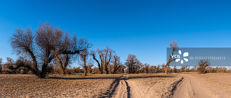 中国内蒙古通辽的戈壁和怪柳林图片素材