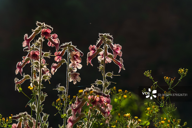 中草药地黄的花图片素材