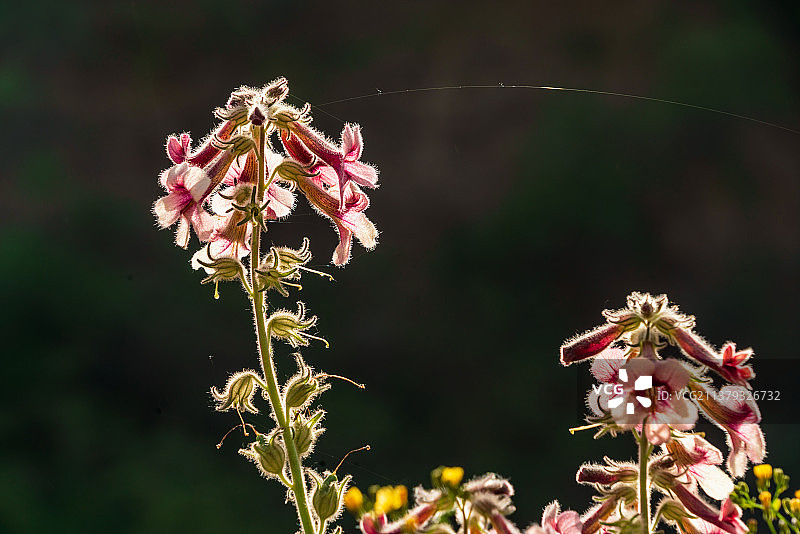 中草药地黄的花图片素材