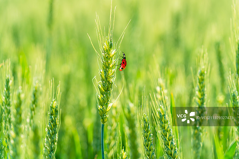 谷雨/立夏节气，田野上扬花的小麦图片素材