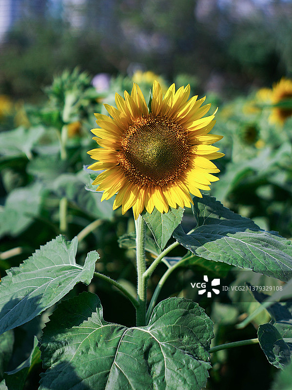 向日葵图片素材