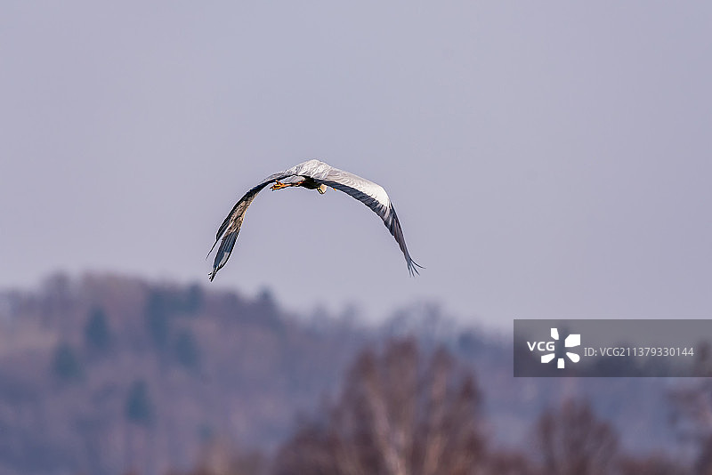 展翅高飞的苍鹭图片素材