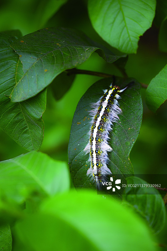 枯叶蛾幼虫毛毛虫图片素材