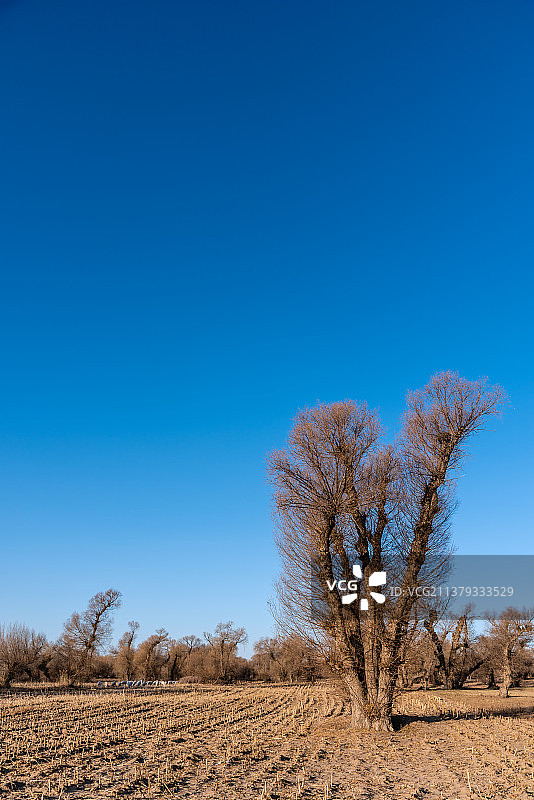 中国内蒙古通辽的耕地和树木图片素材