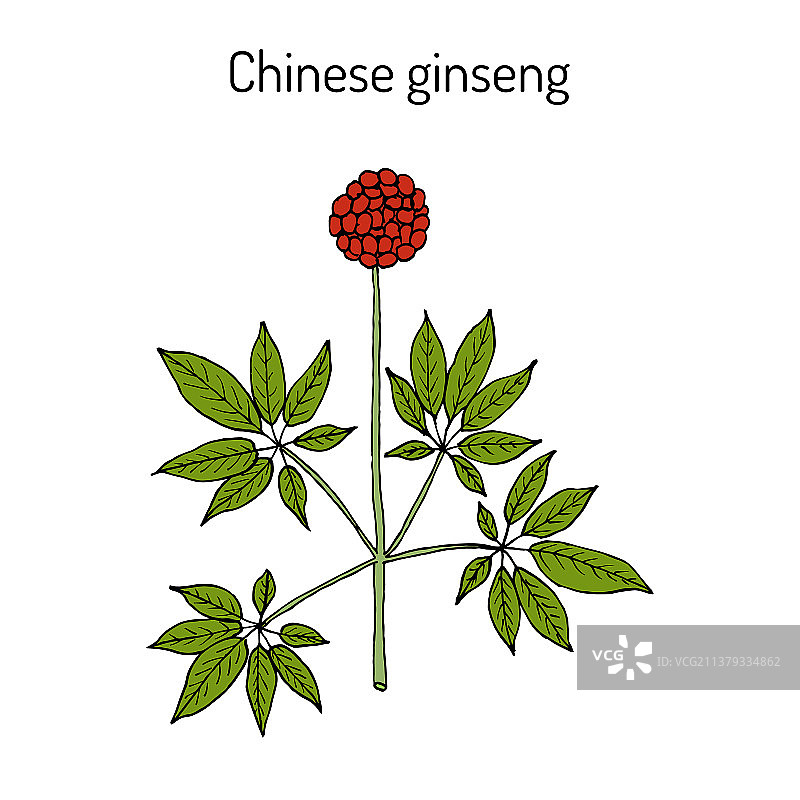 中药材三七图片素材