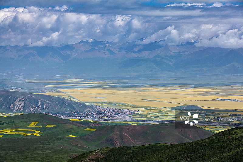 门源油菜花海图片素材