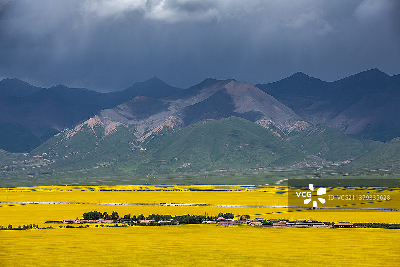门源油菜花海图片素材