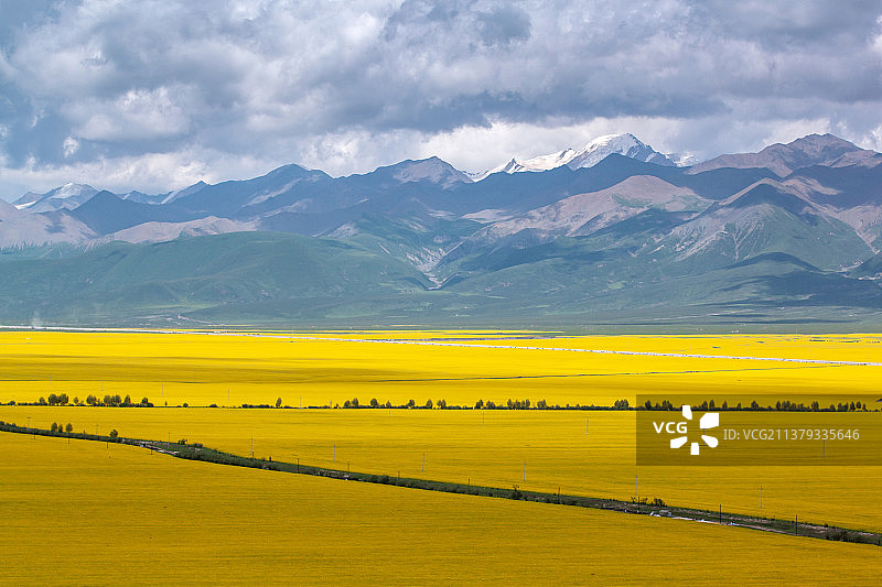 门源油菜花海图片素材