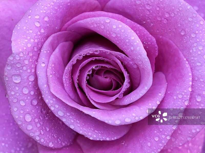 紫色玫瑰花特写图片素材