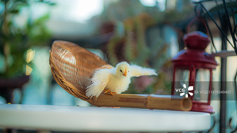 小鸡图片素材