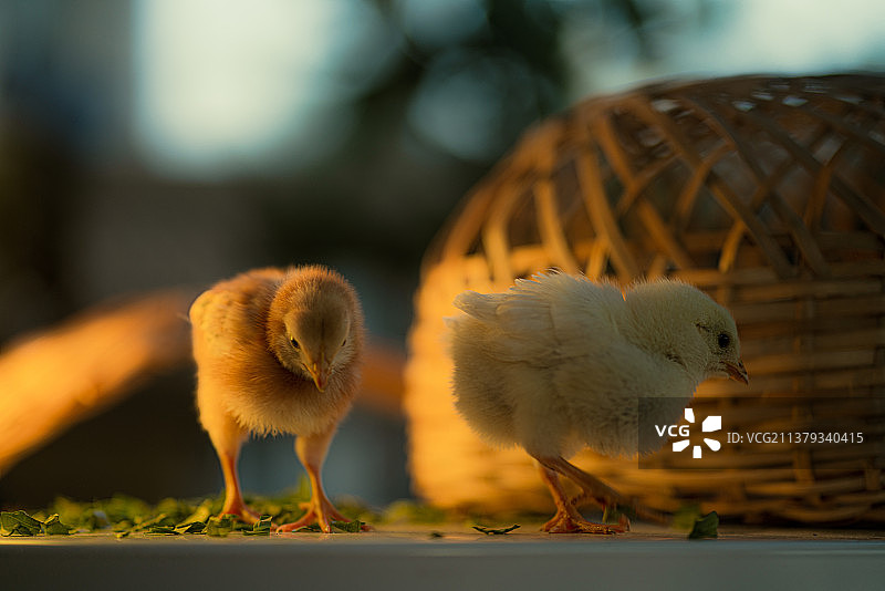 小鸡图片素材