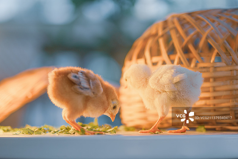小鸡图片素材