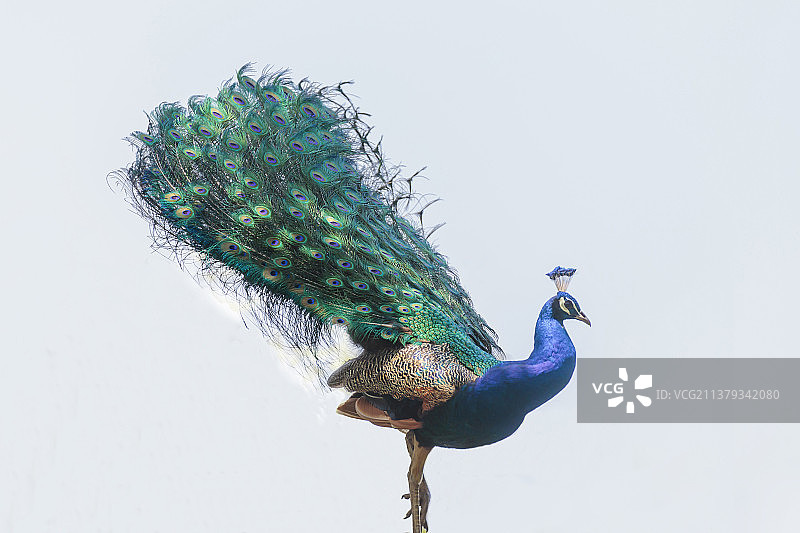 孔雀开屏图片素材