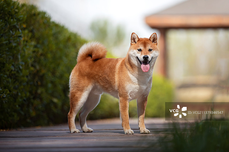 黄色柴犬外景正面照图片素材