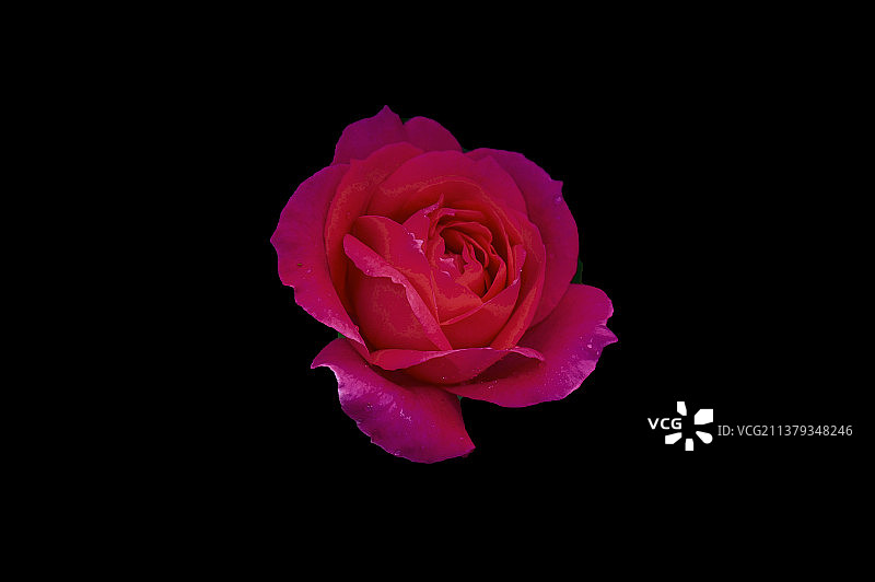 春天玫瑰月季花壁纸黑色背景壁纸图片素材