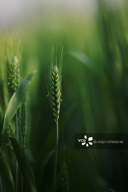 小麦图片素材